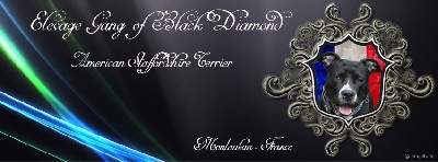 Gang Of Black Diamond - Facebook