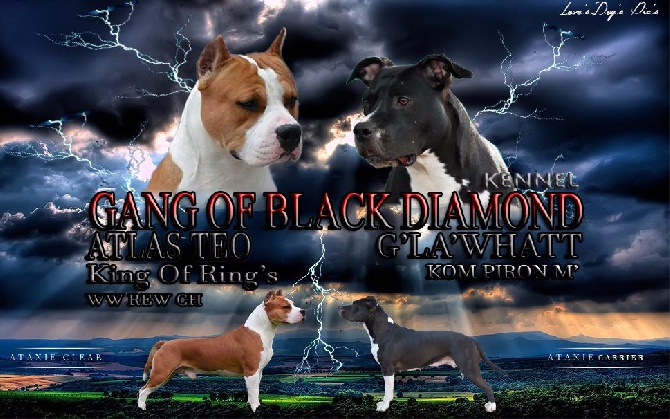 Gang Of Black Diamond - *** GESTATION CONFIRMEE ***