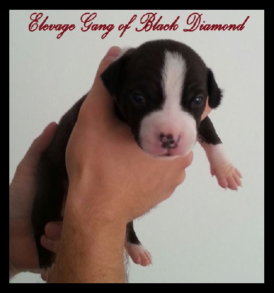 Gang Of Black Diamond - American Staffordshire Terrier - Portée née le 17/09/2013